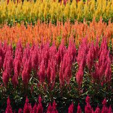 ต้นสร้อยไก่+แพงพวย